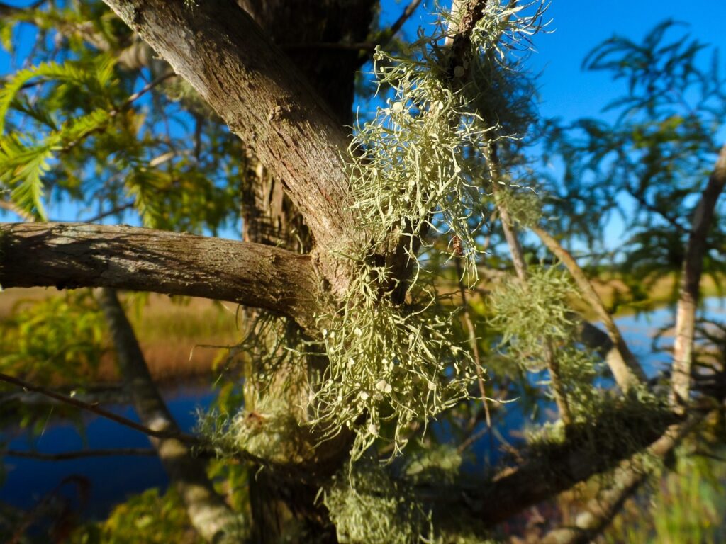 The Effect of Olive Oil on Beard Growth